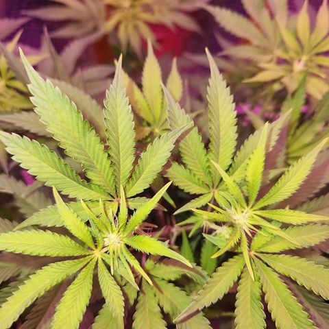Frankhazestein growlog timeline photo