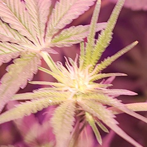 Frankhazestein growlog timeline photo