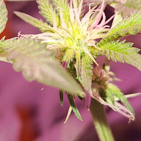 Frankhazestein growlog timeline photo