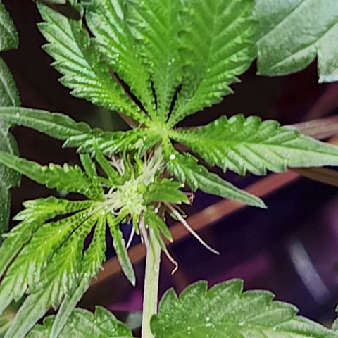 Frankhazestein growlog timeline photo