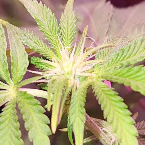 Frankhazestein growlog timeline photo