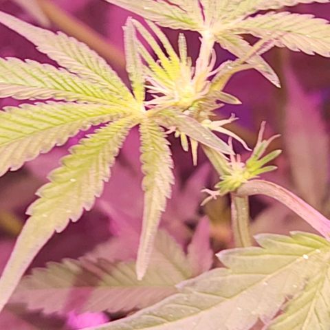 Frankhazestein growlog timeline photo