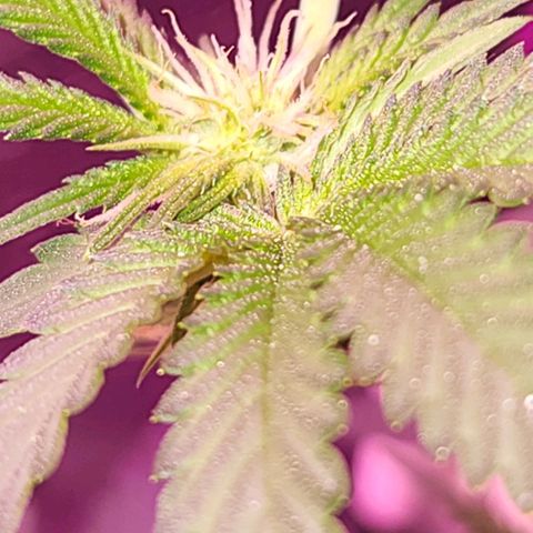 Frankhazestein growlog timeline photo