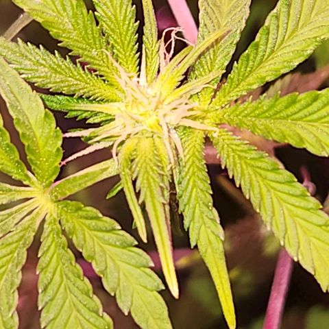 Frankhazestein growlog timeline photo