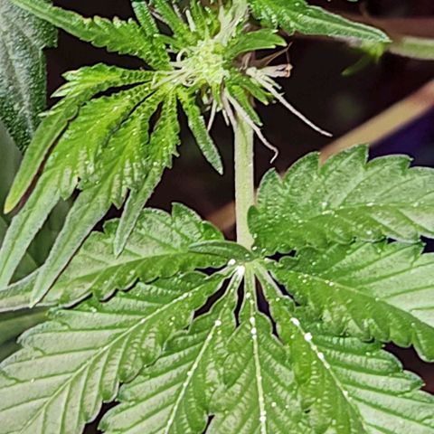 Frankhazestein growlog timeline photo