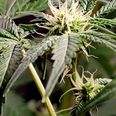 Frankhazestein growlog photo: Flowers blooming behaded plant has smaller buds. Mollases increased to 4tbsp per gl plus big bud advance nutri8
