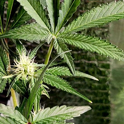 Frankhazestein growlog photo: Flowers blooming behaded plant has smaller buds. Mollases increased to 4tbsp per gl plus big bud advance nutri8