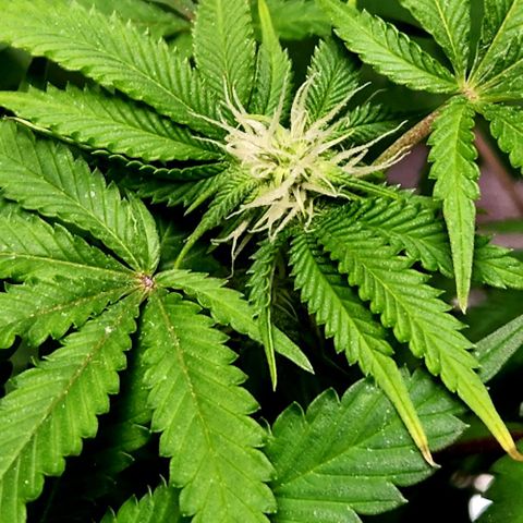 Frankhazestein growlog photo: Flowers blooming behaded plant has smaller buds. Mollases increased to 4tbsp per gl plus big bud advance nutri8