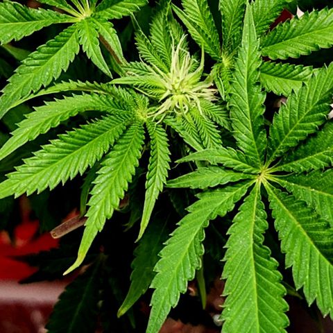 Frankhazestein growlog photo: Flowers blooming behaded plant has smaller buds. Mollases increased to 4tbsp per gl plus big bud advance nutri8