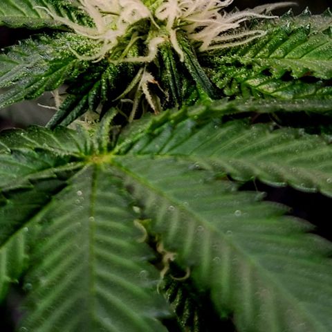 Frankhazestein growlog photo: Flowers blooming behaded plant has smaller buds. Mollases increased to 4tbsp per gl plus big bud advance nutri8