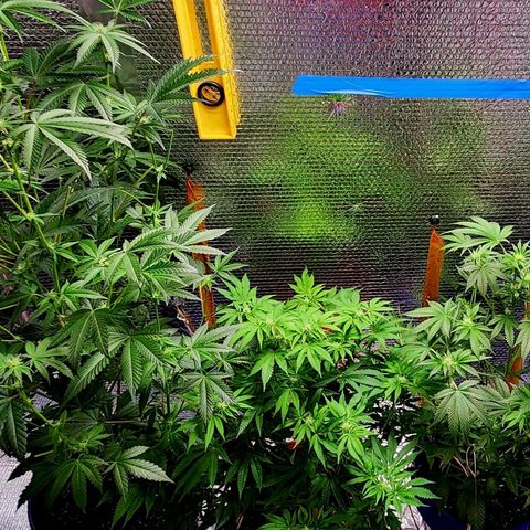 Frankhazestein growlog photo: Flowers blooming behaded plant has smaller buds. Mollases increased to 4tbsp per gl plus big bud advance nutri8