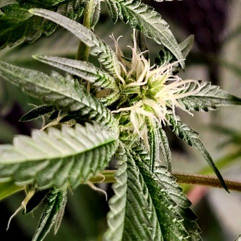 Frankhazestein growlog photo: Flowers blooming behaded plant has smaller buds. Mollases increased to 4tbsp per gl plus big bud advance nutri8
