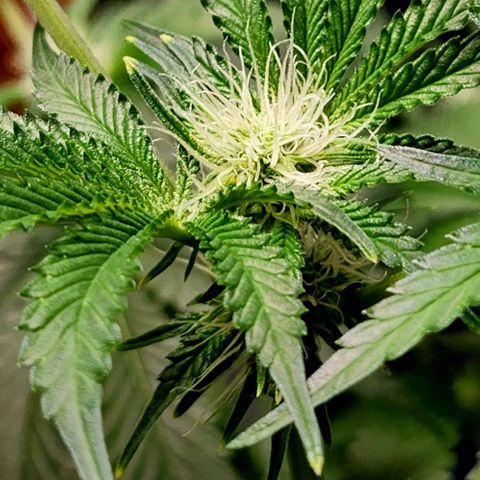 Frankhazestein growlog photo: Flowers blooming behaded plant has smaller buds. Mollases increased to 4tbsp per gl plus big bud advance nutri8