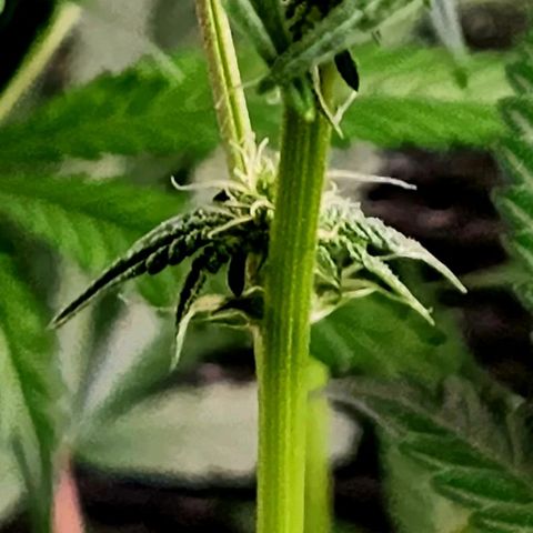 Frankhazestein growlog photo: Flowers blooming behaded plant has smaller buds. Mollases increased to 4tbsp per gl plus big bud advance nutri8