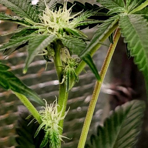 Frankhazestein growlog photo: Flowers blooming behaded plant has smaller buds. Mollases increased to 4tbsp per gl plus big bud advance nutri8