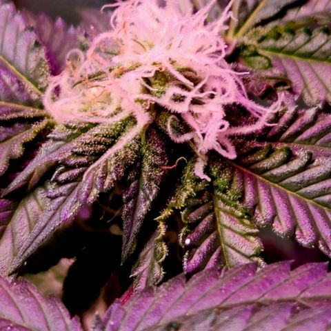 Frankhazestein growlog timeline photo