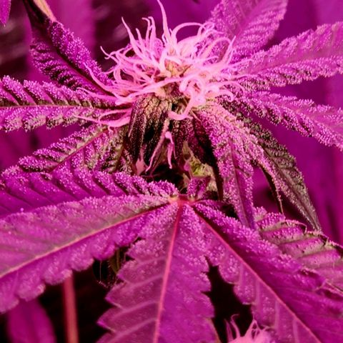 Frankhazestein growlog timeline photo
