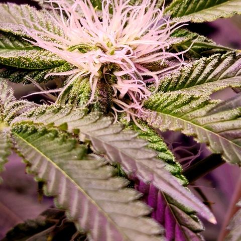 Frankhazestein growlog timeline photo