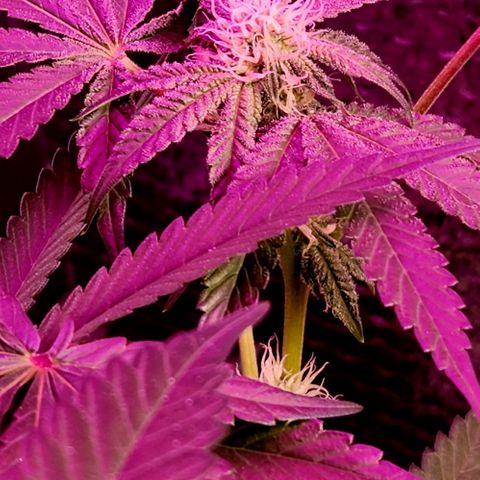 Frankhazestein growlog timeline photo