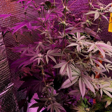 Frankhazestein growlog timeline photo