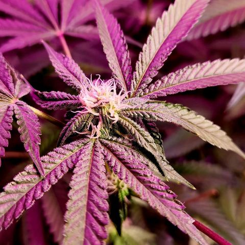 Frankhazestein growlog timeline photo