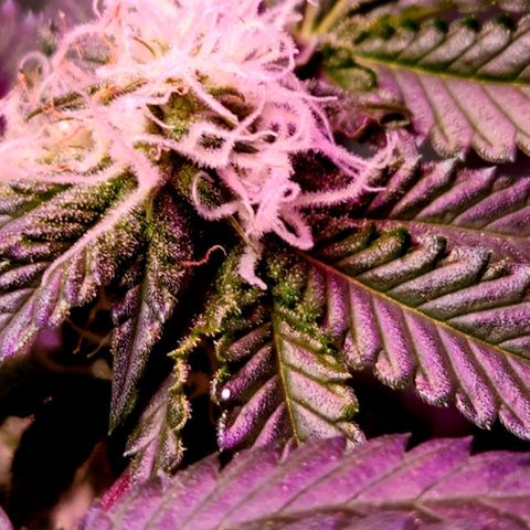 Frankhazestein growlog timeline photo