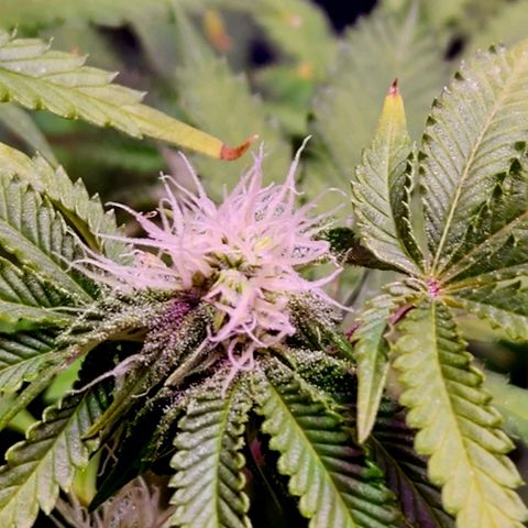 Frankhazestein growlog timeline photo