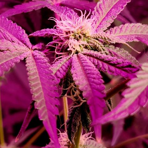 Frankhazestein growlog timeline photo