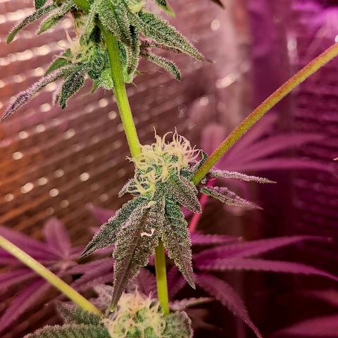 Frankhazestein growlog timeline photo