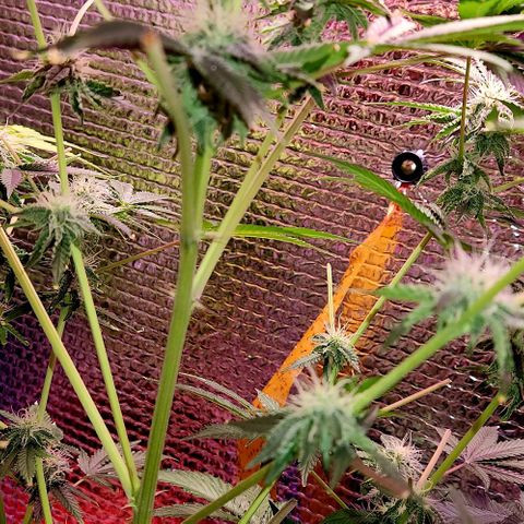 Frankhazestein growlog timeline photo