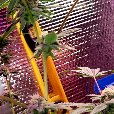 Frankhazestein growlog timeline photo