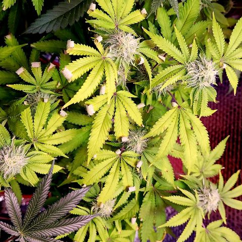 Frankhazestein growlog timeline photo