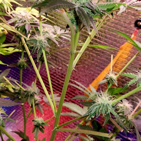 Frankhazestein growlog timeline photo