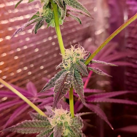 Frankhazestein growlog timeline photo