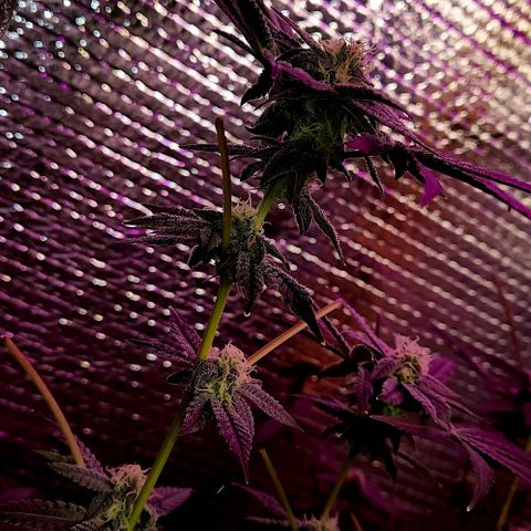 Frankhazestein growlog timeline photo