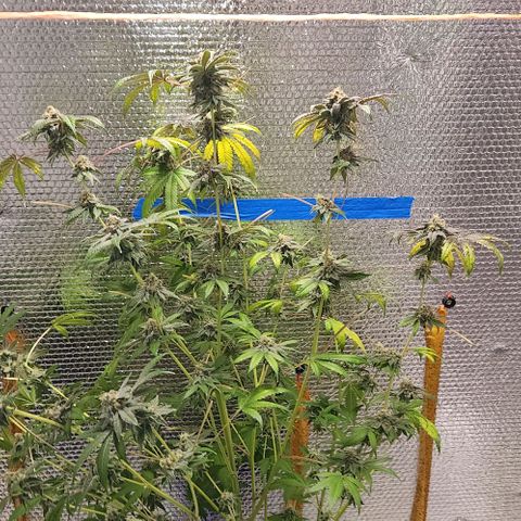 Frankhazestein growlog timeline photo