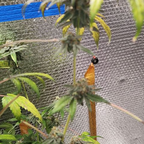 Frankhazestein growlog timeline photo
