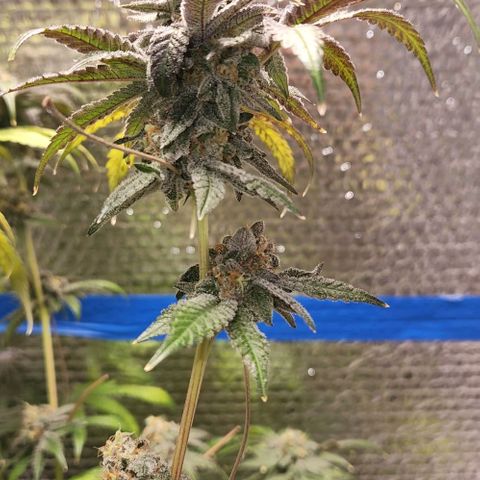 Frankhazestein growlog timeline photo