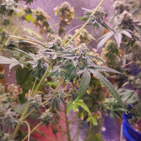 Frankhazestein growlog timeline photo