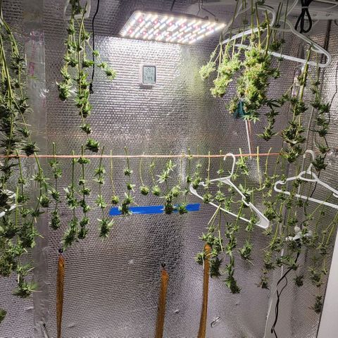 Frankhazestein growlog timeline photo