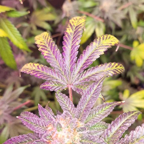 Frankhazestein growlog timeline photo