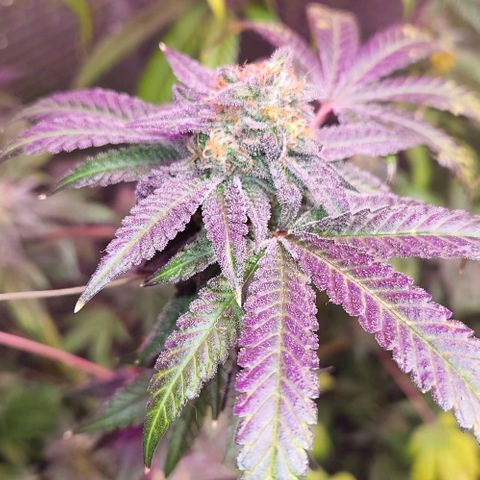 Frankhazestein growlog timeline photo