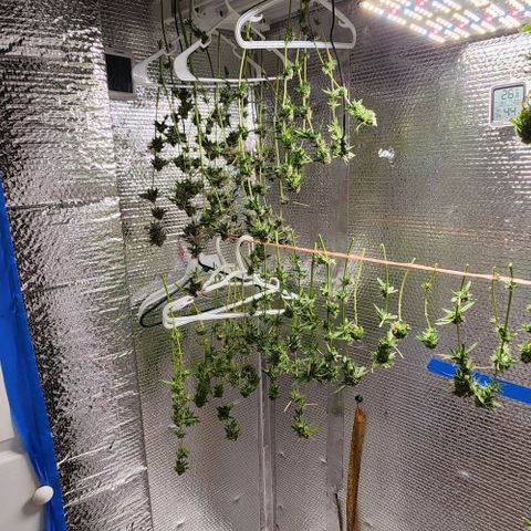 Frankhazestein growlog timeline photo