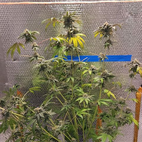 Frankhazestein growlog timeline photo