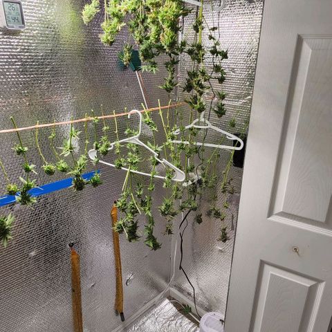 Frankhazestein growlog timeline photo