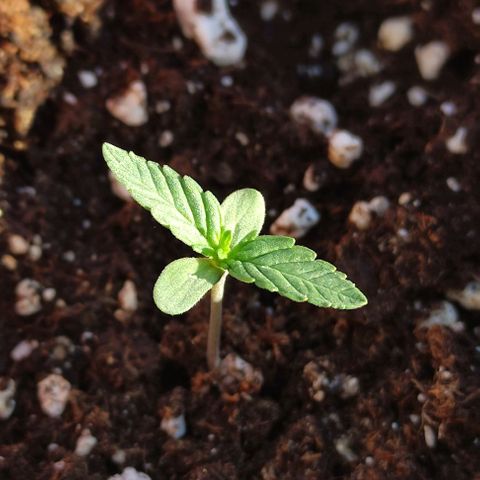 Purple Shot #2 growlog timeline photo