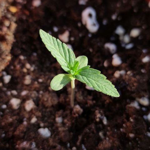 Purple Shot #2 growlog timeline photo