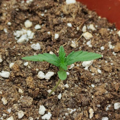Purple Shot #2 growlog timeline photo
