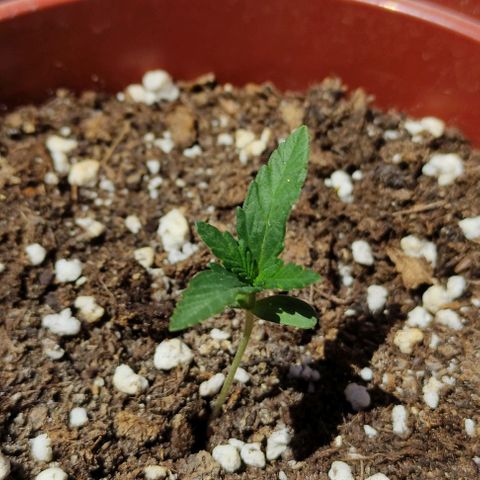 Purple Shot #2 growlog timeline photo