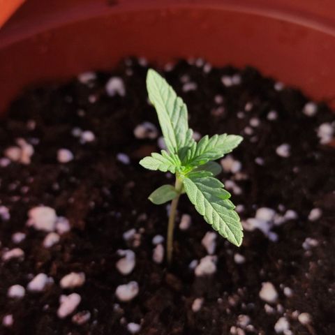Purple Shot #2 growlog timeline photo